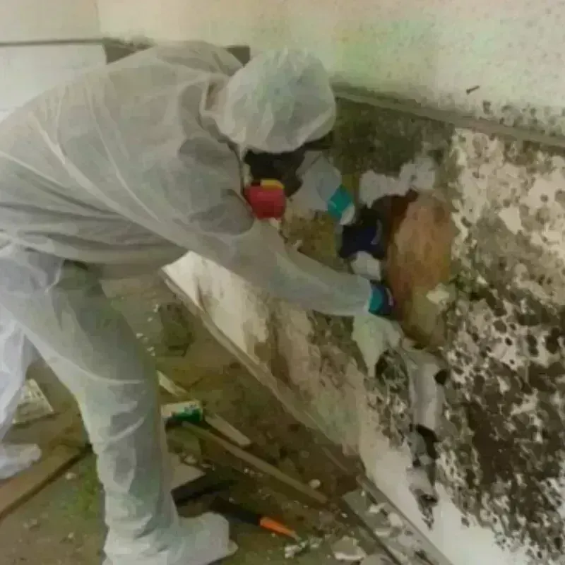 Mold Remediation and Removal in Chester County, SC